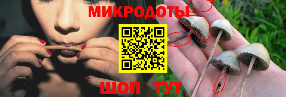 Зима  Псилоцибиновые грибы Psilocybe  Вход с VPN 